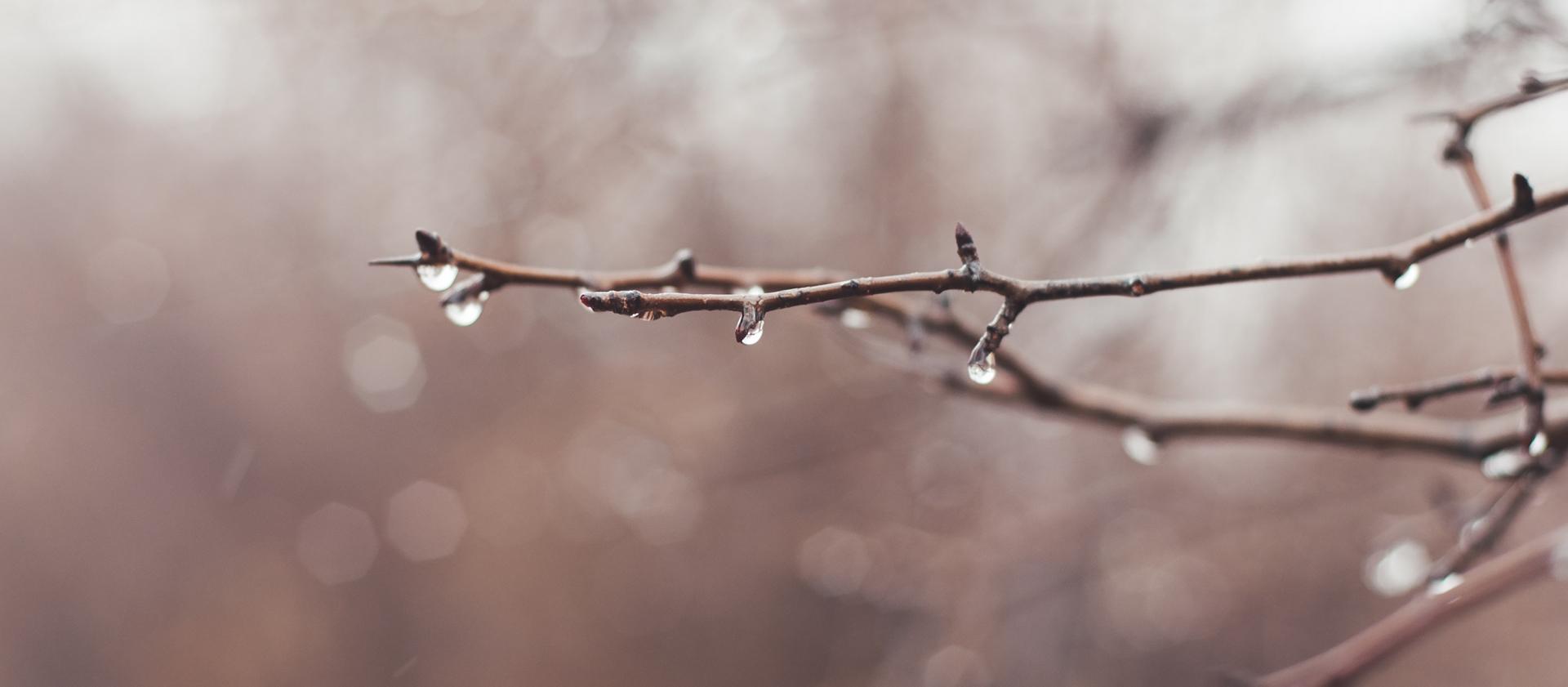Las gotas de lluvia gotean de la rama de un árbol