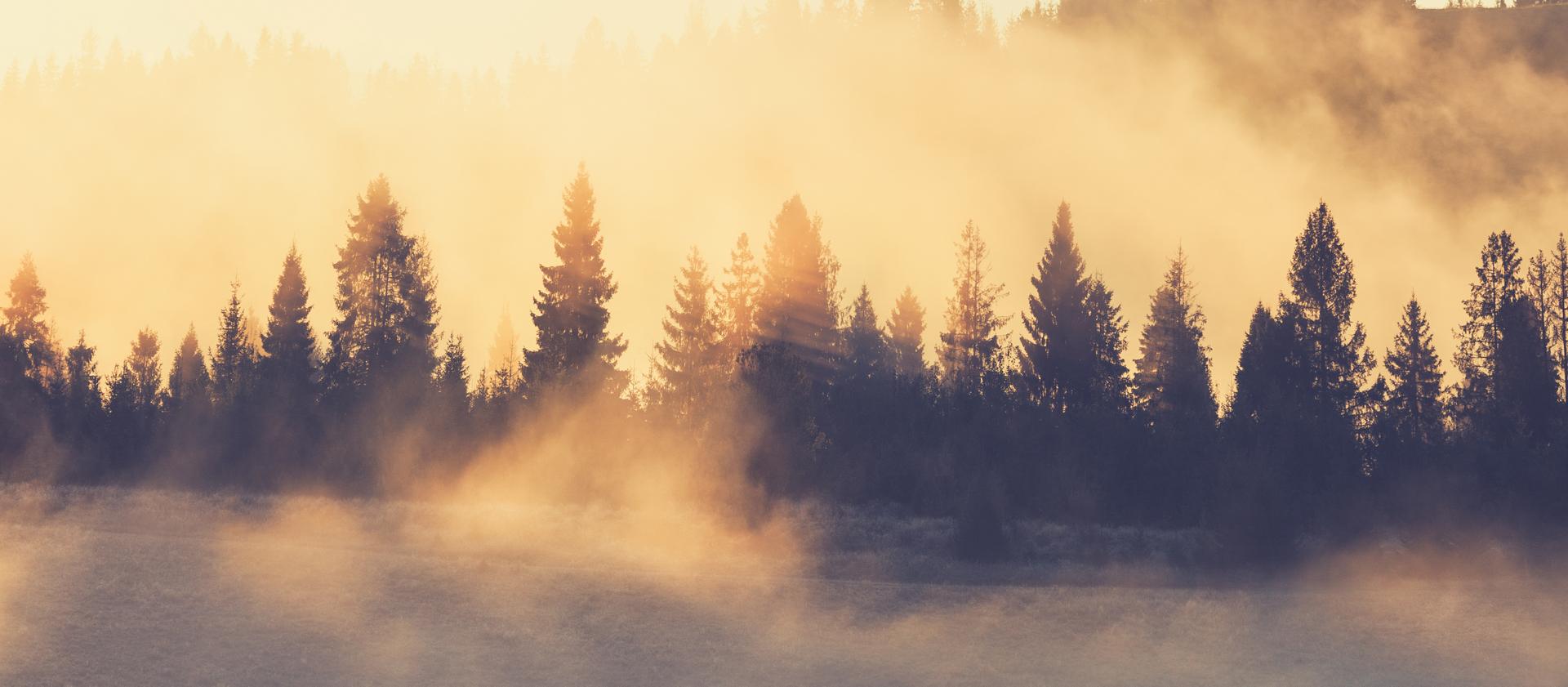 La niebla se eleva desde un bosque tras el final de una tormenta